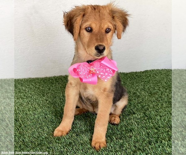 Medium Photo #3 Australian Shepherd-German Shepherd Dog Mix Puppy For Sale in San Diego, CA, USA