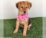 Small #2 Australian Shepherd-German Shepherd Dog Mix