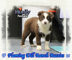 Miniature Australian Shepherd Puppy for sale in FORESTBURG, TX, USA