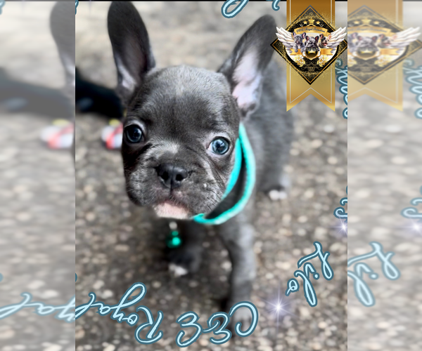 Medium Photo #6 French Bulldog Puppy For Sale in ATHENS, GA, USA