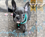Small #5 French Bulldog