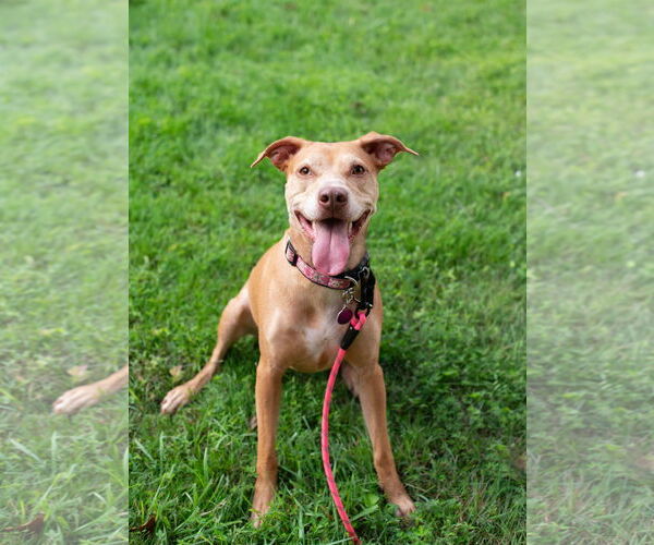 Medium Photo #8 American Staffordshire Terrier-Vizsla Mix Puppy For Sale in Arlington, VA, USA