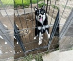 Small Photo #11 Pomsky Puppy For Sale in DRACUT, MA, USA
