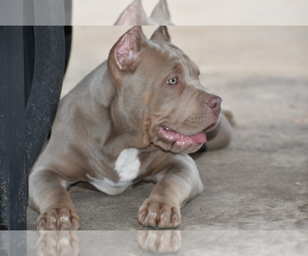 Medium Photo #12 American Bully Puppy For Sale in BOLIVAR, MO, USA