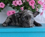 Small #9 French Bulldog