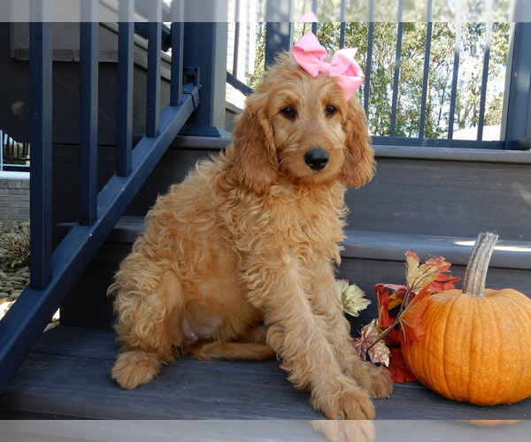 Medium Photo #2 Goldendoodle Puppy For Sale in MILLERSBURG, OH, USA