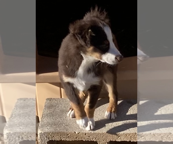 Medium Photo #11 Miniature Australian Shepherd Puppy For Sale in FORT MORGAN, CO, USA