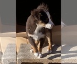 Small #10 Miniature Australian Shepherd