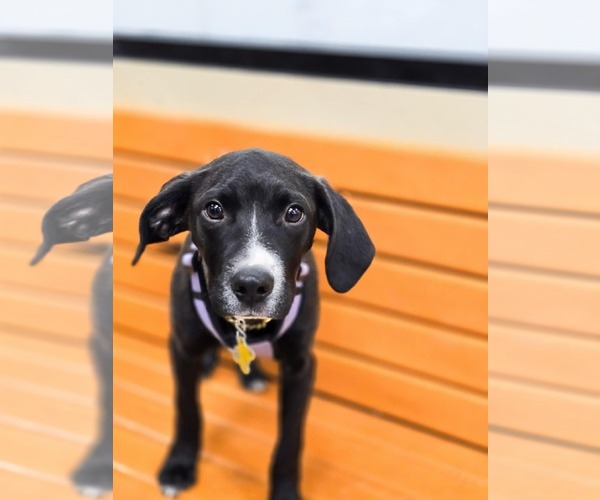 Medium Photo #4 Labrador Retriever-Unknown Mix Puppy For Sale in Sandy, UT, USA