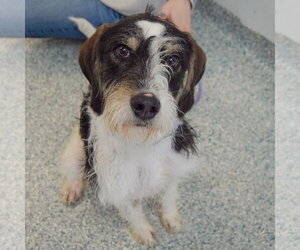 Jaxon - Male Poodle (Standard)-Treeing Walker Coonhound Mix Dog for Adoption - Photo #13