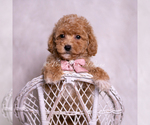 Puppy Sasha F1B Maltipoo (Toy)