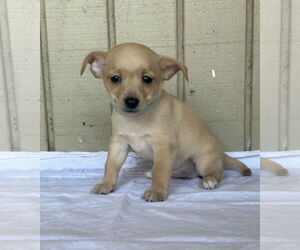 Chihuahua-Unknown Mix Dogs for adoption in Euless, TX, USA