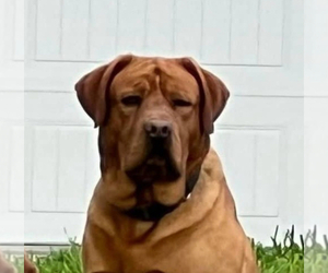 Father of the Labrador Retriever puppies born on 04/22/2025