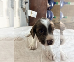 English Springer Spaniel Puppy for sale in PITTSBURG, CA, USA