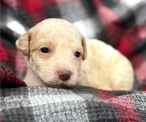 Goldendoodle (Miniature) Puppy for sale in HICKORY, NC, USA