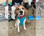 Small #21 American Pit Bull Terrier-Treeing Walker Coonhound Mix