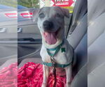 Small #1 Jack Russell Terrier Mix