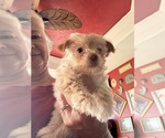 Small #3 Yorkshire Terrier