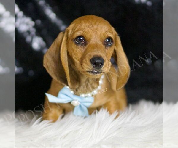 Medium Photo #1 Dachshund Puppy For Sale in WARSAW, IN, USA