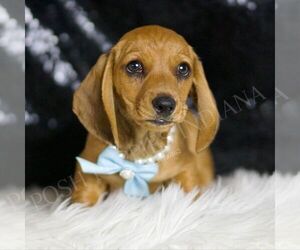 Medium Dachshund