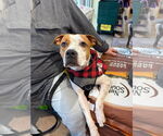 Small #19 American Pit Bull Terrier Mix