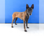 Small #1 Mutt