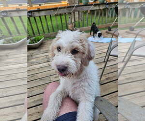Mutt Dogs for adoption in Wheaton, IL, USA