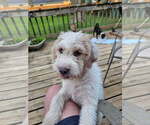 Small Mutt
