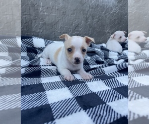 Chihuahua Puppy for sale in WEBSTER, FL, USA