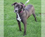 Small #2 American Bulldog-Labrador Retriever Mix