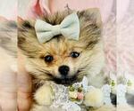 Small #3 Pomeranian