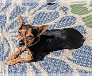 Miniature Pinscher-Unknown Mix Dogs for adoption in Oakhurst, NJ, USA