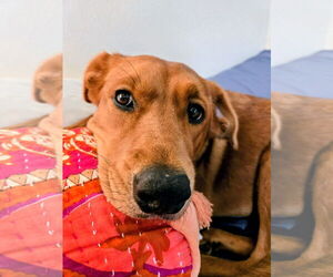 Retriever -Unknown Mix Dogs for adoption in Cottage Grove, MN, USA