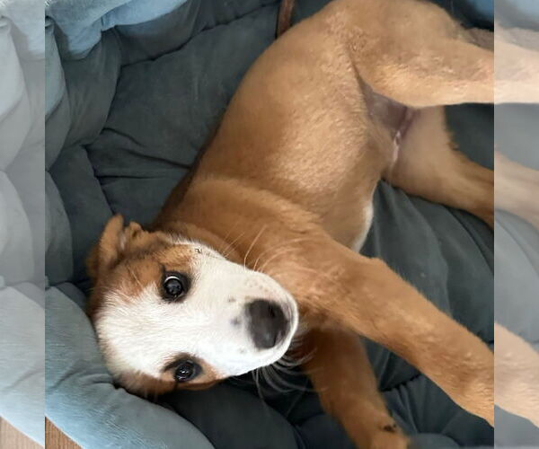 Medium Photo #3 Mutt Puppy For Sale in Laramie, WY, USA