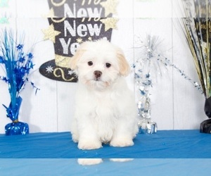 Zuchon Puppy for sale in MOUNT VERNON, OH, USA
