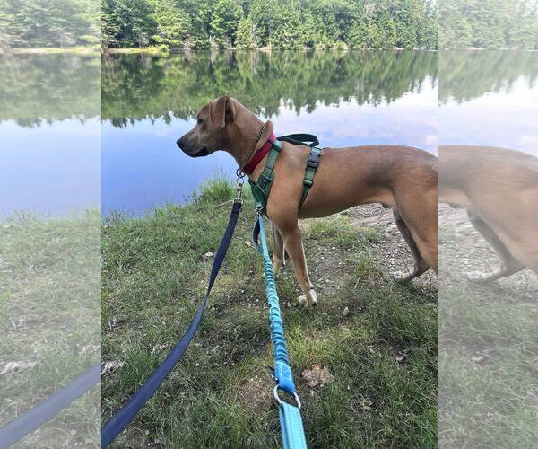 Medium Photo #3 Mutt Puppy For Sale in Shelburne, VT, USA