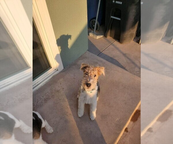 Medium Photo #3 Wire Fox Terrier Puppy For Sale in COVINA, CA, USA