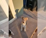 Small Photo #3 Wire Fox Terrier Puppy For Sale in COVINA, CA, USA