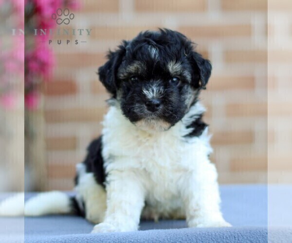 Medium Photo #1 Havanese Puppy For Sale in NEWMANSTOWN, PA, USA