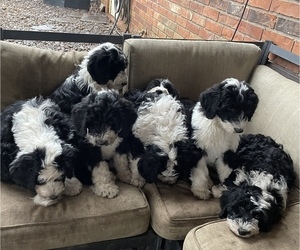 Sheepadoodle Puppy for sale in SPRINGDALE, AR, USA