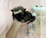 Small #5 Pomeranian