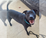 Small #46 American Staffordshire Terrier-Labrador Retriever Mix