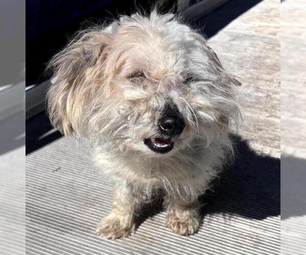 Medium Photo #1 Mutt Puppy For Sale in San Antonio, TX, USA