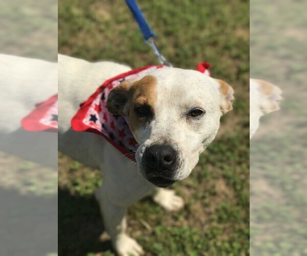Medium Photo #2 American Bulldog-Unknown Mix Puppy For Sale in Conway, AR, USA