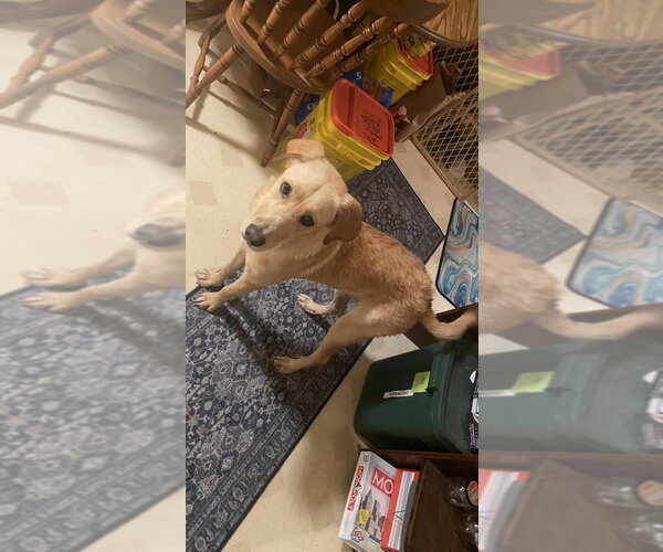 Medium Photo #3 Labrador Retriever-Unknown Mix Puppy For Sale in Aurora, IN, USA