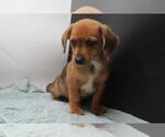 Image preview for Ad Listing. Nickname: Tuffy