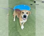 Small Labrador Retriever Mix
