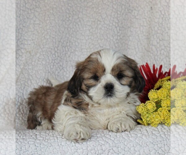 Medium Photo #4 Shih Tzu Puppy For Sale in NARVON, PA, USA