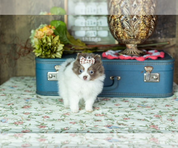Medium Photo #3 Pomeranian Puppy For Sale in NAPPANEE, IN, USA