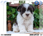 Puppy Nala Havanese
